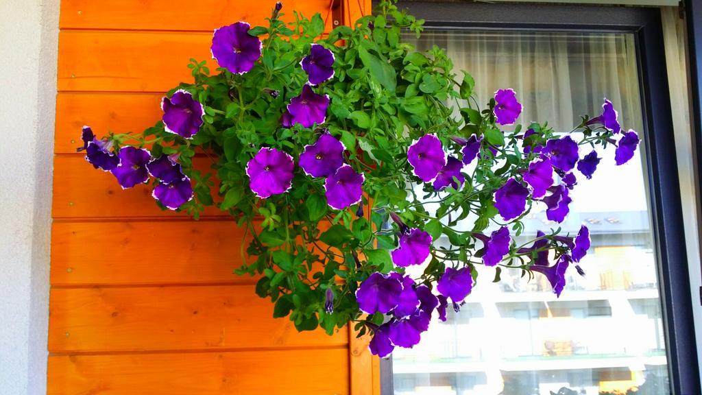 Tatjanos Apartamentai Palanga Luaran gambar
